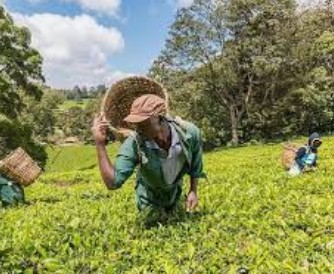 Limuru