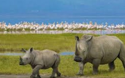 Lake Nakuru